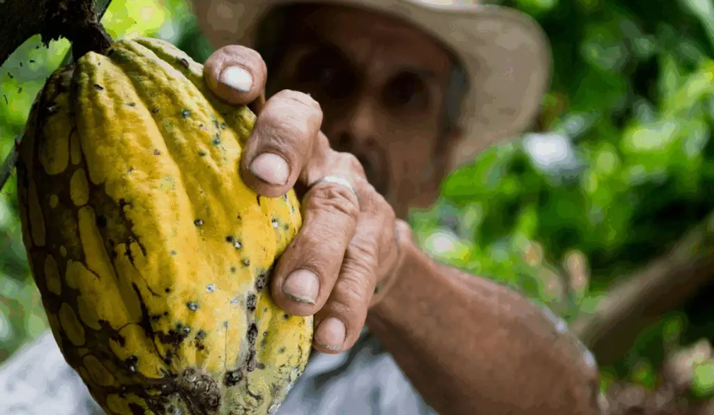 A imagem ilustra como o cacau da Bahia é livre de metais pesados apesar da presença natural de metais pesados em solos da região. A imagem ilustra como o cacau da Bahia é livre de metais pesados apesar da presença natural de metais pesados em solos da região.