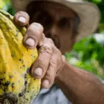 A imagem ilustra como o cacau da Bahia é livre de metais pesados apesar da presença natural de metais pesados em solos da região.