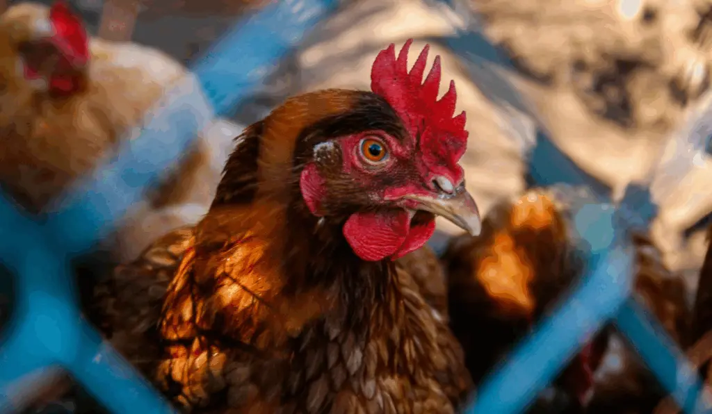 A galinha representa a desinfecção da granja comercial após registrar caso de gripe aviária A galinha representa a desinfecção da granja comercial após registrar caso de gripe aviária