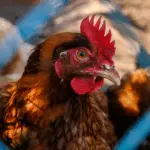 A galinha representa a desinfecção da granja comercial após registrar caso de gripe aviária