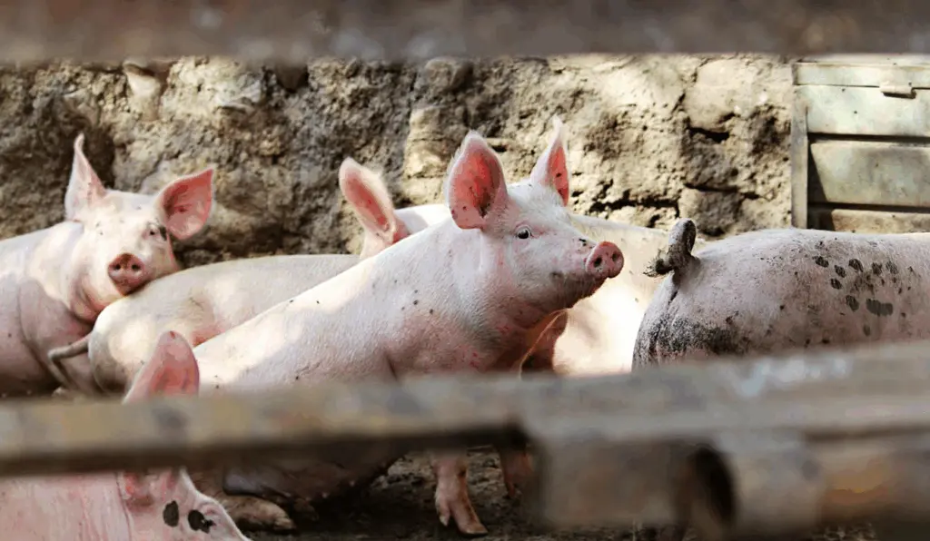 Preços dos suínos registram ganhos no mês de maio, mesmo com queda pontual na última semana afirma o Cepea