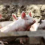 Preços dos suínos registram ganhos no mês de maio, mesmo com queda pontual na última semana afirma o Cepea