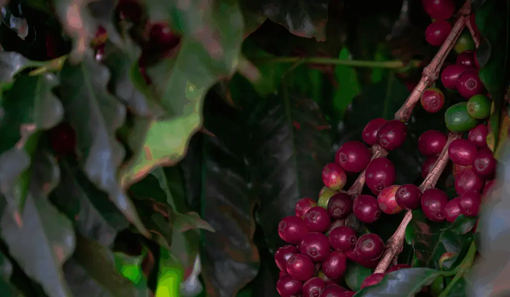 Tempo seco intensifica estresse hídrico nas lavouras cafeeiras, especialmente onde há déficit de chuvas desde abril Tempo seco intensifica estresse hídrico nas lavouras cafeeiras, especialmente onde há déficit de chuvas desde abril