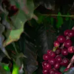 Tempo seco intensifica estresse hídrico nas lavouras cafeeiras, especialmente onde há déficit de chuvas desde abril