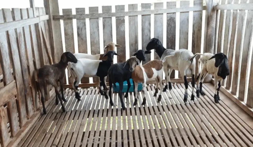 Os cadastro de animais segue até 15 de junho, é válida para todas as espécies — como bovinos, suínos, equinos, aves, caprinos e outros. Os cadastro de animais segue até 15 de junho, é válida para todas as espécies — como bovinos, suínos, equinos, aves, caprinos e outros.