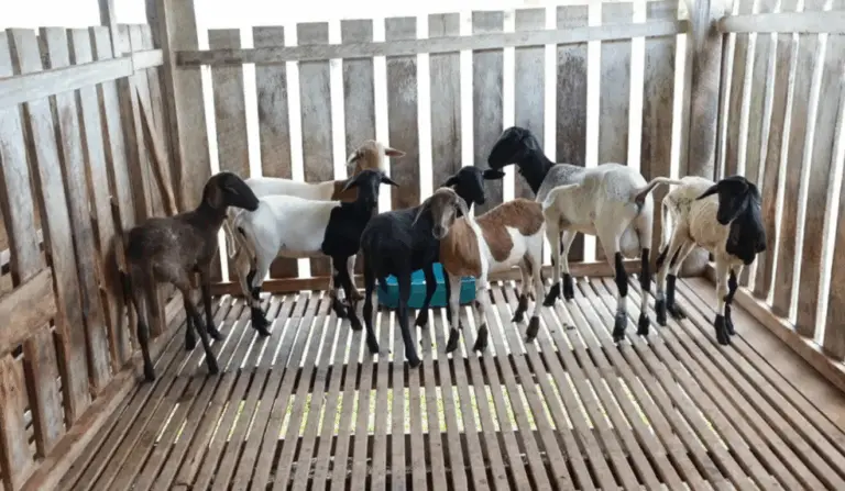 Os cadastro de animais segue até 15 de junho, é válida para todas as espécies — como bovinos, suínos, equinos, aves, caprinos e outros.