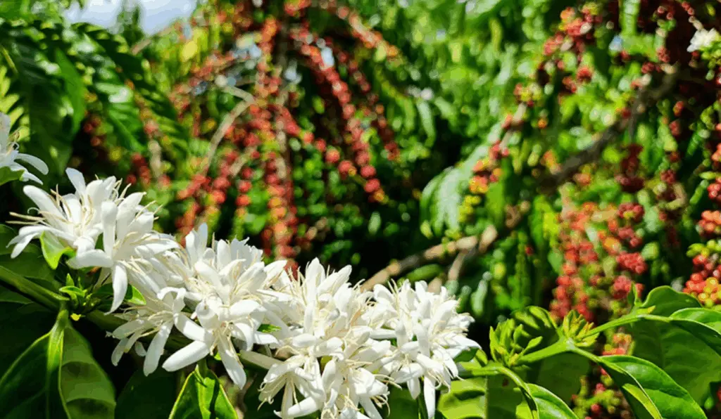 Florada do Café Robusta Amazônico nas Matas de Rondônia. Espécie possui cultivo sustentável que contribui para o sequestro de carbono na Amazônia.