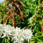 Florada do Café Robusta Amazônico nas Matas de Rondônia. Espécie possui cultivo sustentável que contribui para o sequestro de carbono na Amazônia.
