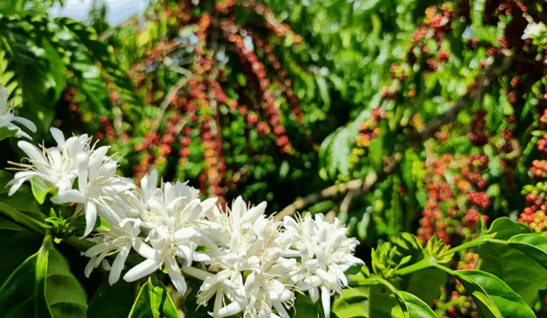 Florada do Café Robusta Amazônico nas Matas de Rondônia. Espécie possui cultivo sustentável que contribui para o sequestro de carbono na Amazônia.