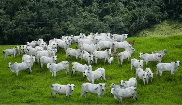 A Agência Goiana de Defesa Agropecuária (Agrodefesa) publicou, na última segunda-feira (19), a Instrução Normativa nº 02/2025, que fortalece e moderniza o controle da brucelose e tuberculose animal em Goiás