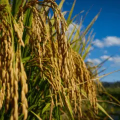 A imagem representa a queda dos preços do arroz