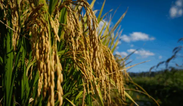 A imagem representa a queda dos preços do arroz