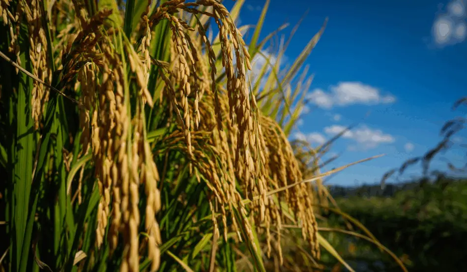 A imagem representa a queda dos preços do arroz A imagem representa a queda dos preços do arroz