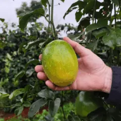 Parceria entre IDR-Paraná e UFPR explora novas estratégias para ampliar a produtividade do maracujazeiro-amarelo