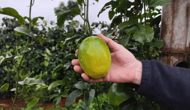 Parceria entre IDR-Paraná e UFPR explora novas estratégias para ampliar a produtividade do maracujazeiro-amarelo