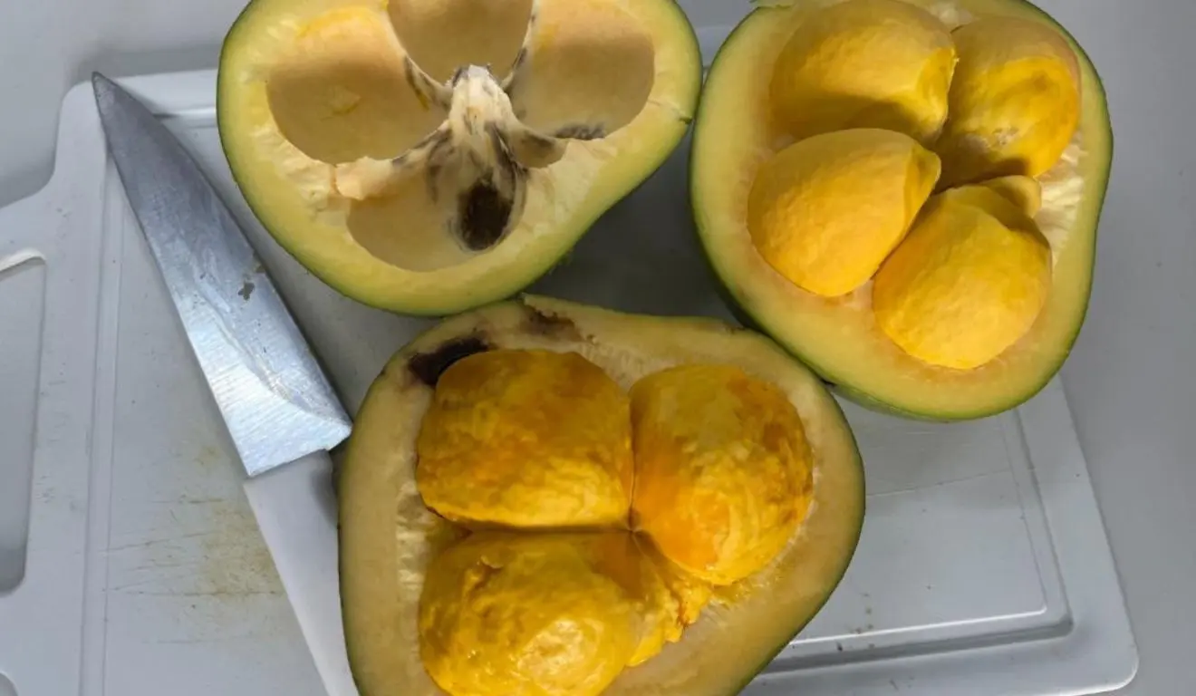 pequi pequi