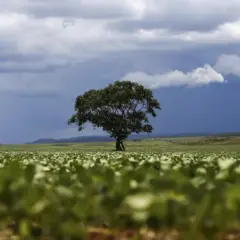 Vankka Carbon: a Climate Tech que une agro, inovação e créditos de carbono no Brasil