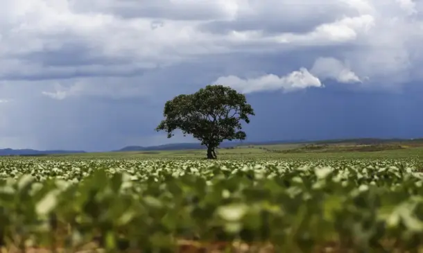 Vankka Carbon: a Climate Tech que une agro, inovação e créditos de carbono no Brasil