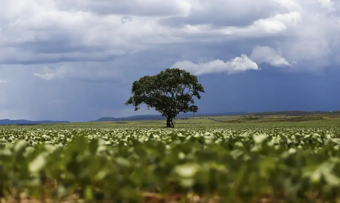 Vankka Carbon: a Climate Tech que une agro, inovação e créditos de carbono no Brasil Vankka Carbon: a Climate Tech que une agro, inovação e créditos de carbono no Brasil
