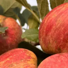 Conforme informado pela Agência Minas, na última terça-feira (10), a área plantada com maçãs no sul de Minas Gerais deve avançar mais de 40% neste ano – de 7,2 hectares para 10,2 hectares no segundo semestre.
