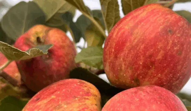 Conforme informado pela Agência Minas, na última terça-feira (10), a área plantada com maçãs no sul de Minas Gerais deve avançar mais de 40% neste ano – de 7,2 hectares para 10,2 hectares no segundo semestre.