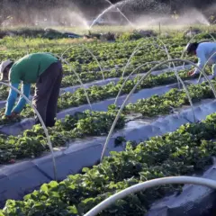 agricultura familiar