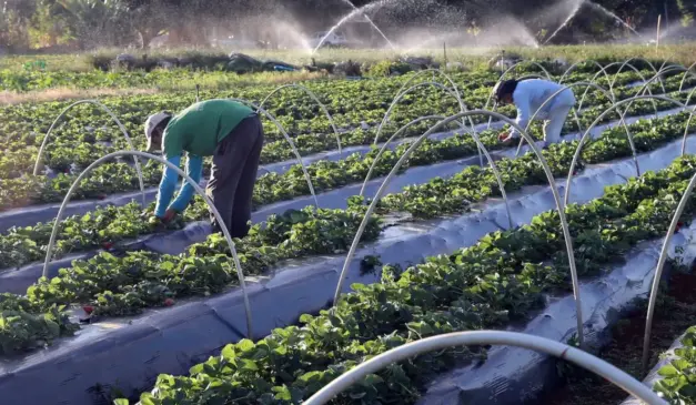 agricultura familiar