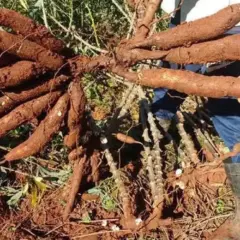 Produtores do Tocantins participam de dias de campo da mandioca