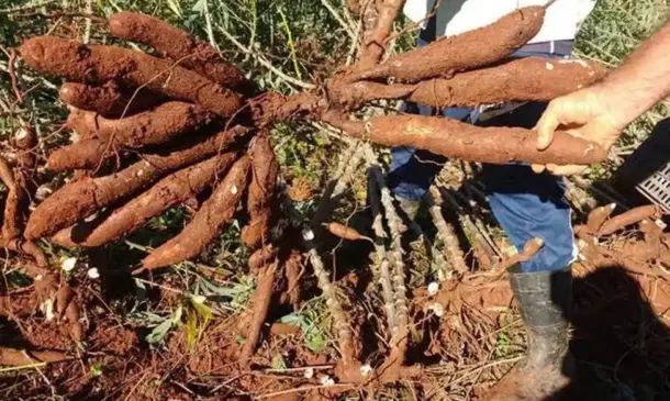 Produtores do Tocantins participam de dias de campo da mandioca