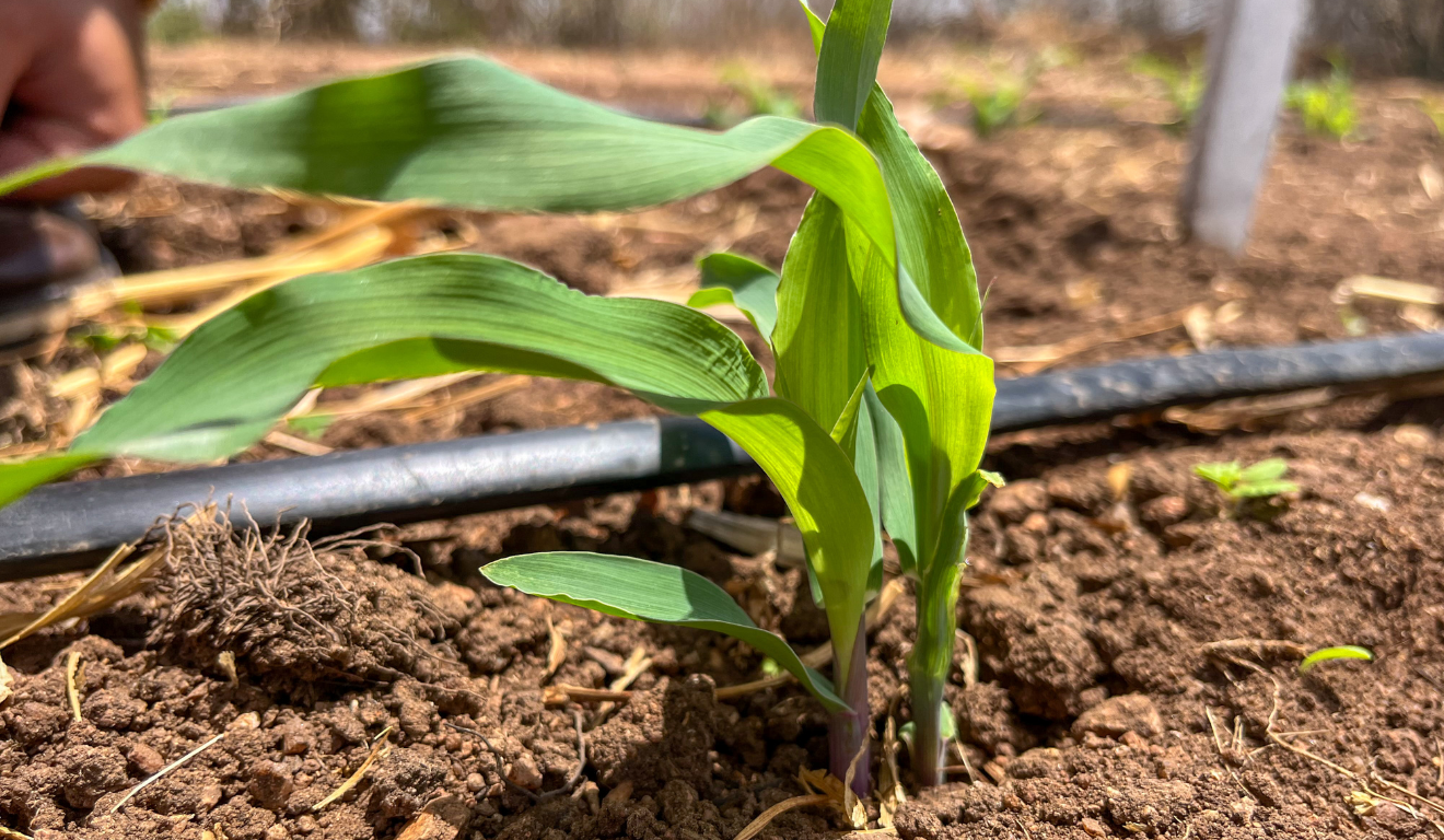 Alagoas avança em agropecuária sustentável com o Plano ABC+