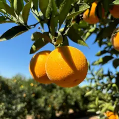 Embrapa lança duas novas variedades de laranja mais precoces e com suco de maior qualidade