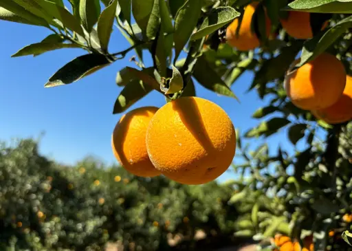 Embrapa lança duas novas variedades de laranja mais precoces e com suco de maior qualidade