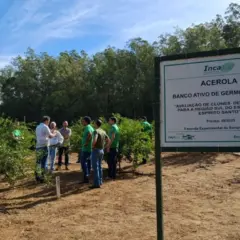 Pequenos produtores de acerola recebem apoio técnico no Espírito Santo