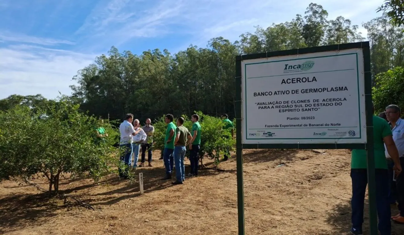 Pequenos produtores de acerola recebem apoio técnico no Espírito Santo Pequenos produtores de acerola recebem apoio técnico no Espírito Santo