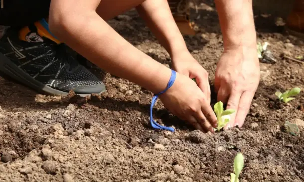 Estudantes de Minas Gerais criam horta escolar sustentável com apoio da Emater