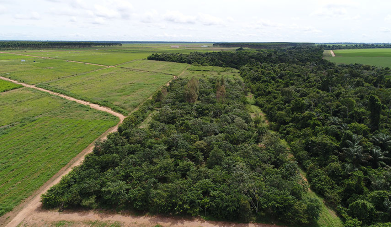 A imagem demonstra o experimento de recomposição de reserva legal na Embrapa Agrossilvipastoril