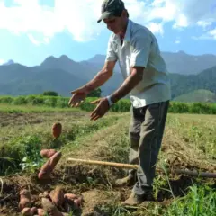 pequeno agricultor