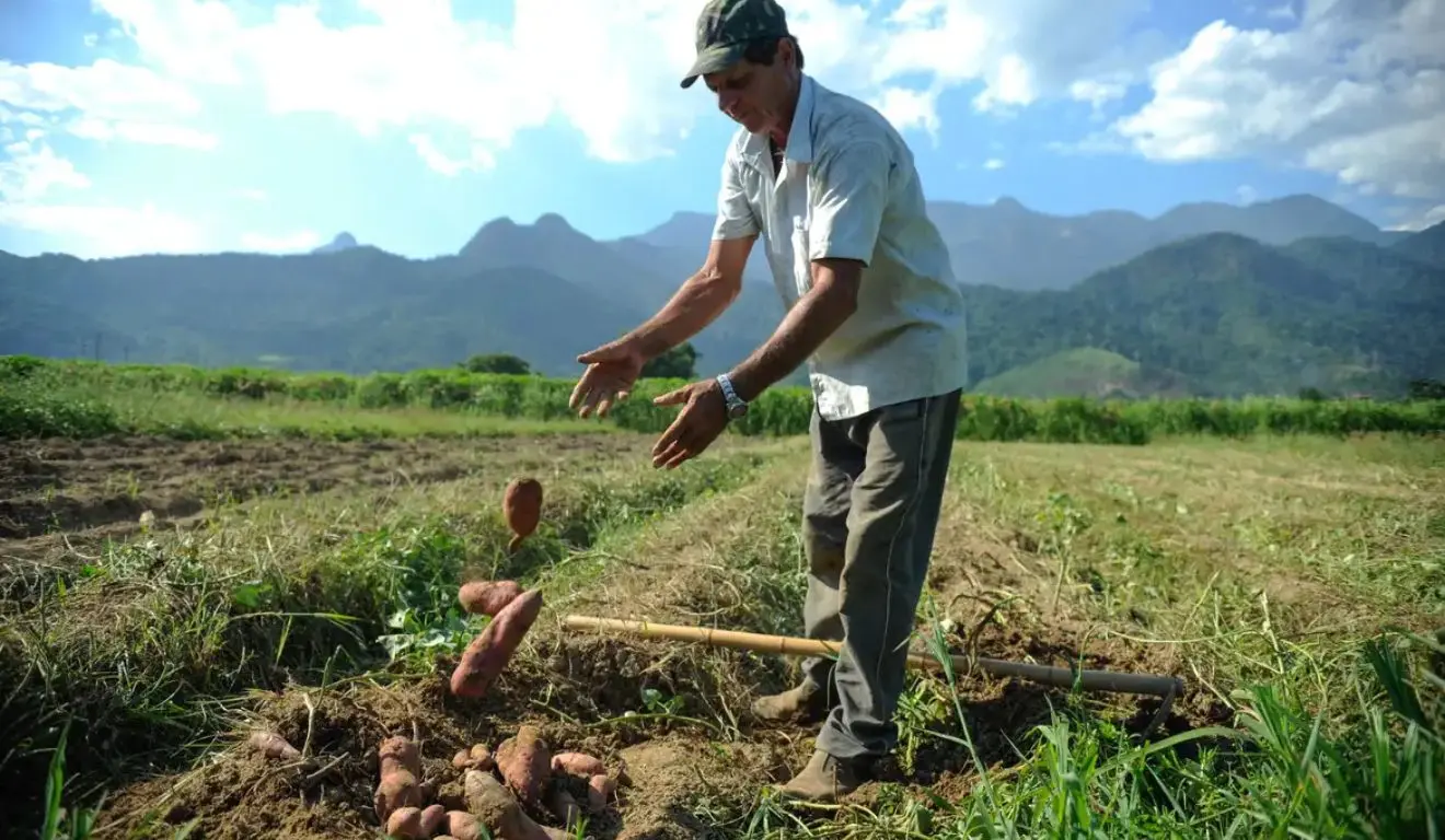 pequeno agricultor