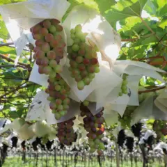 viticultura
