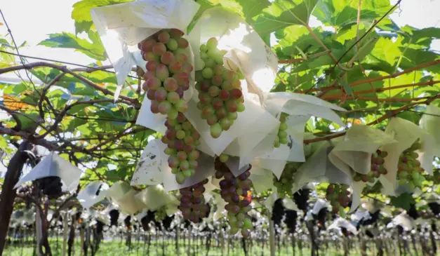 viticultura