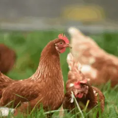 Conforme informado pelo Ministério da Agricultura e Pecuária (MAPA), nesta quarta-feira (18), o Brasil se declarou livre de gripe aviária em granjas comerciais.