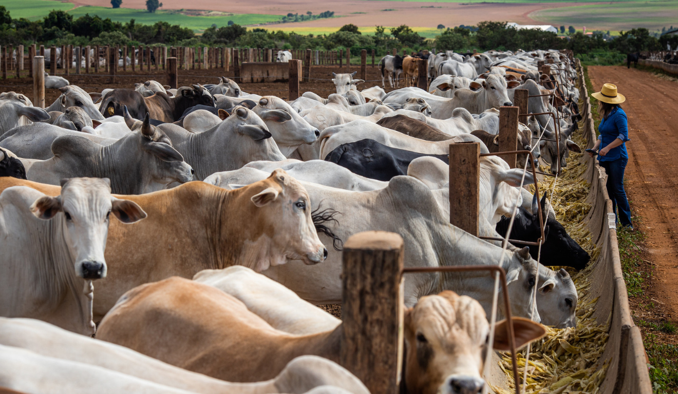 Preço da arroba do boi estabiliza com chegada de animais de confinamento