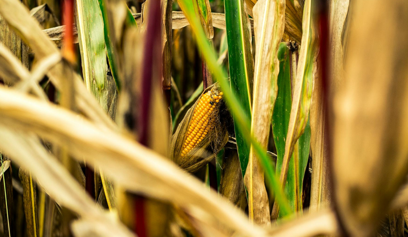 Monitora Milho SC aponta alta de cigarrinha no Vale do Itajaí