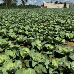 Irrigação controlada permite o cultivo de repolho em Sergipe