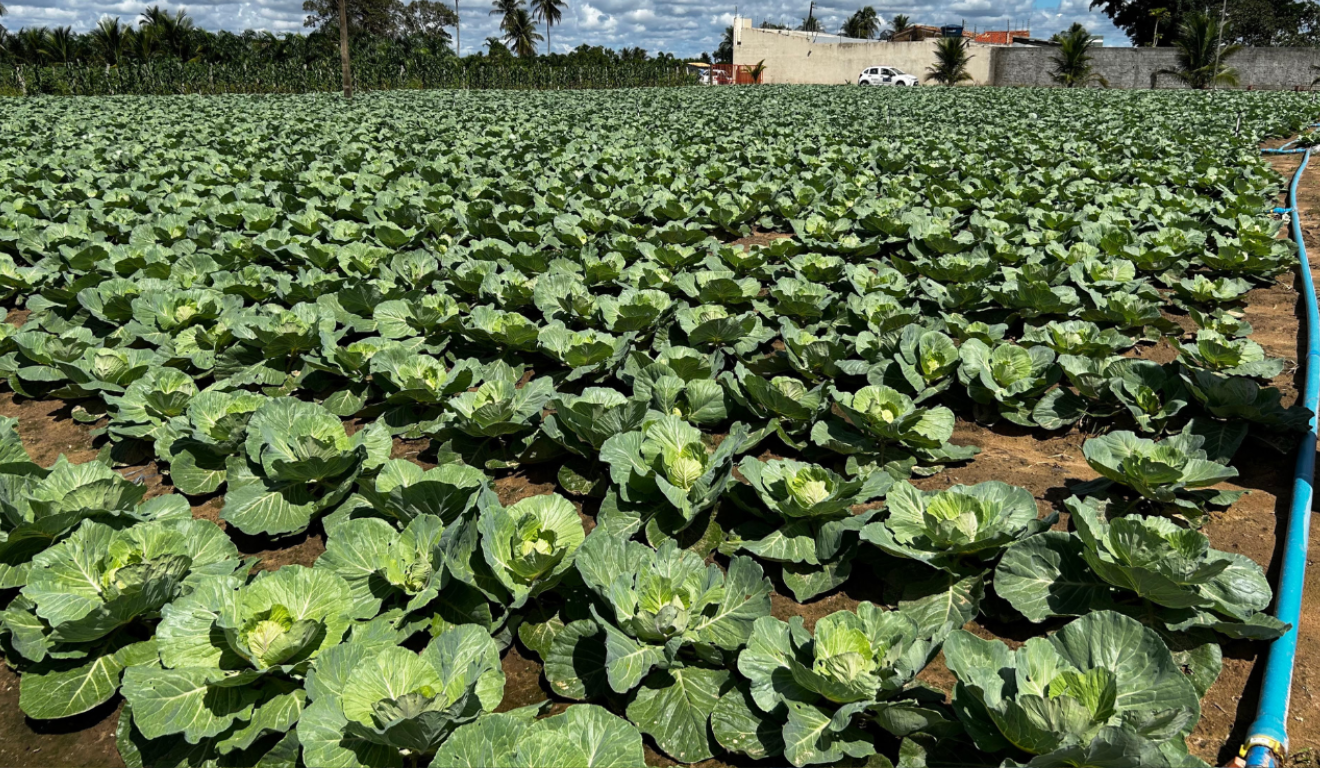 Irrigação controlada permite o cultivo de repolho em Sergipe Irrigação controlada permite o cultivo de repolho em Sergipe