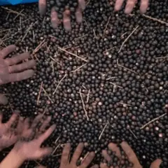 Agricultores familiares assentados e indígenas do Paraná receberam, desde o início de junho, 20 toneladas de semente de juçara.