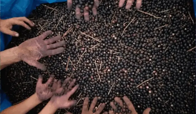 Agricultores familiares assentados e indígenas do Paraná receberam, desde o início de junho, 20 toneladas de semente de juçara.