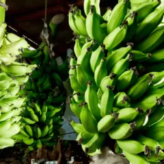 Projeto “Rota da Banana: Sustentabilidade na Bananicultura em Mato Grosso”foi lançado no município de Cáceres