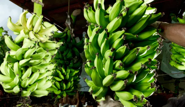 Projeto “Rota da Banana: Sustentabilidade na Bananicultura em Mato Grosso”foi lançado no município de Cáceres