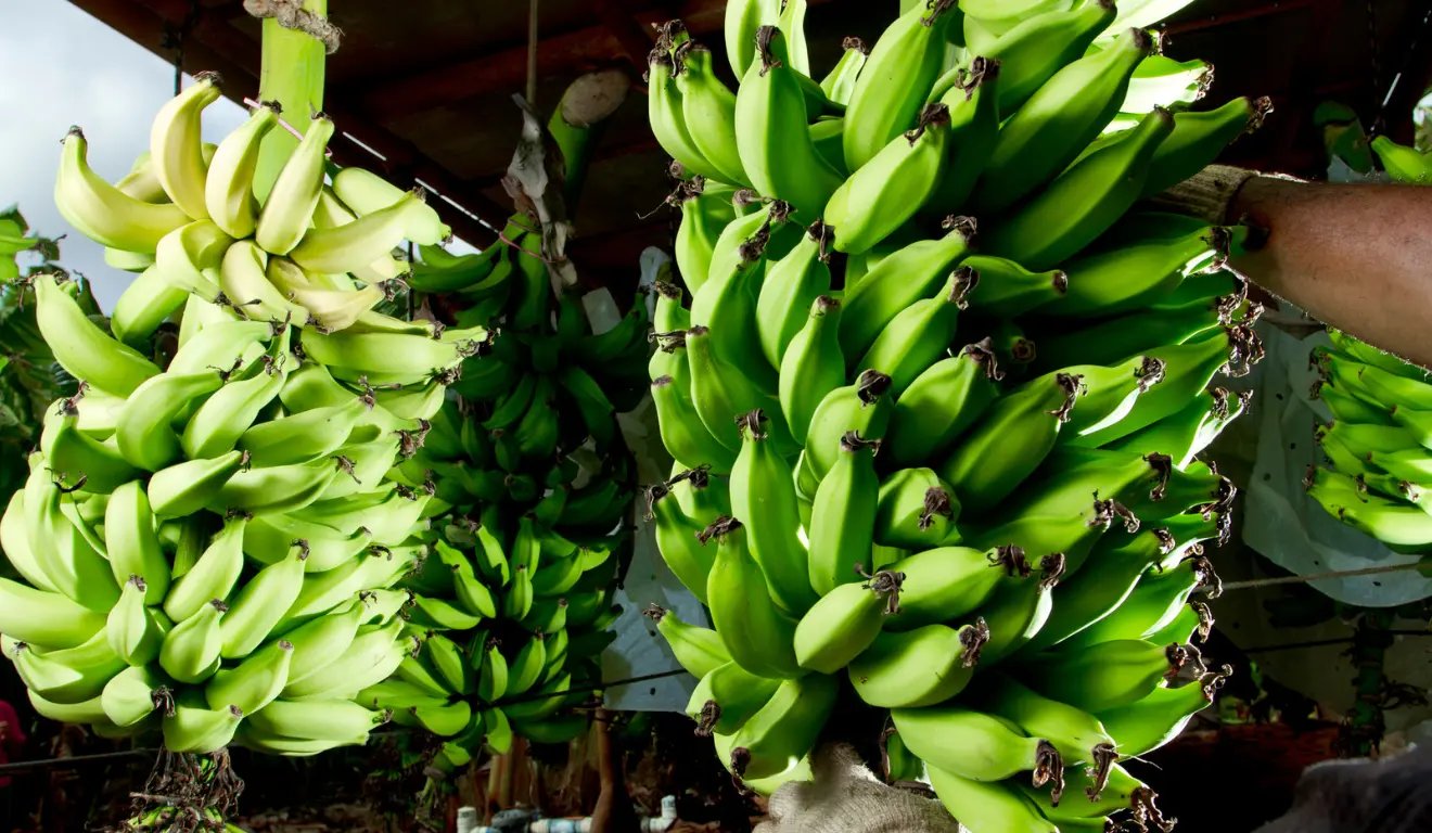 Projeto “Rota da Banana: Sustentabilidade na Bananicultura em Mato Grosso”foi lançado no município de Cáceres